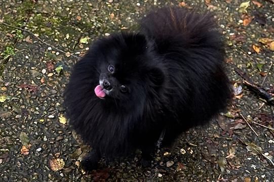 Pomeranian Breed Information