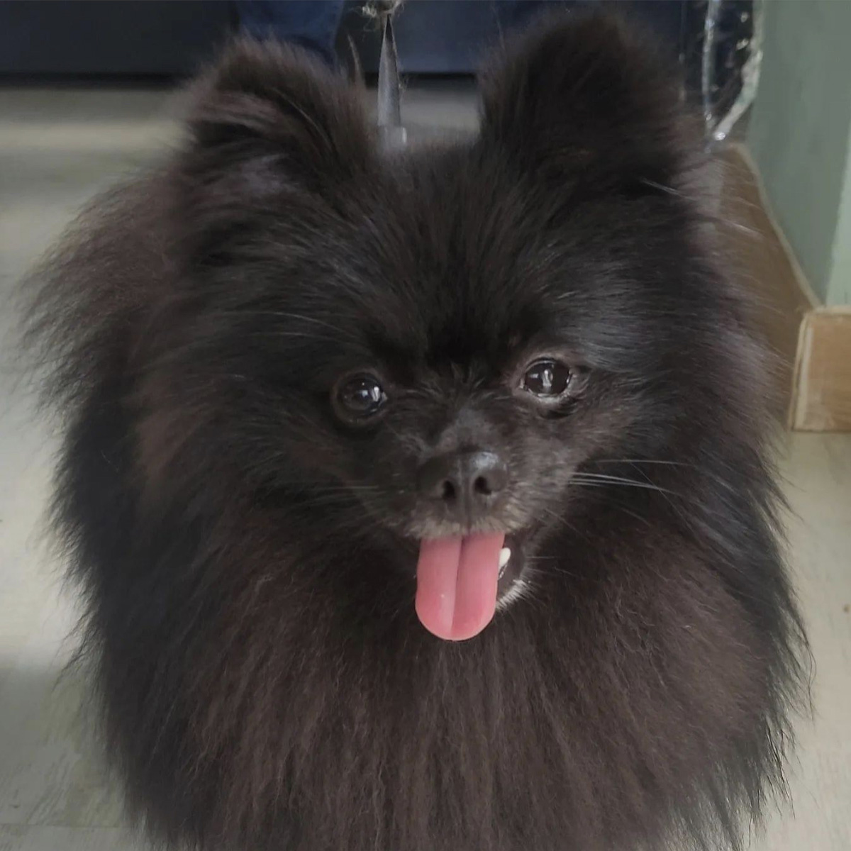 Breeding Consultation