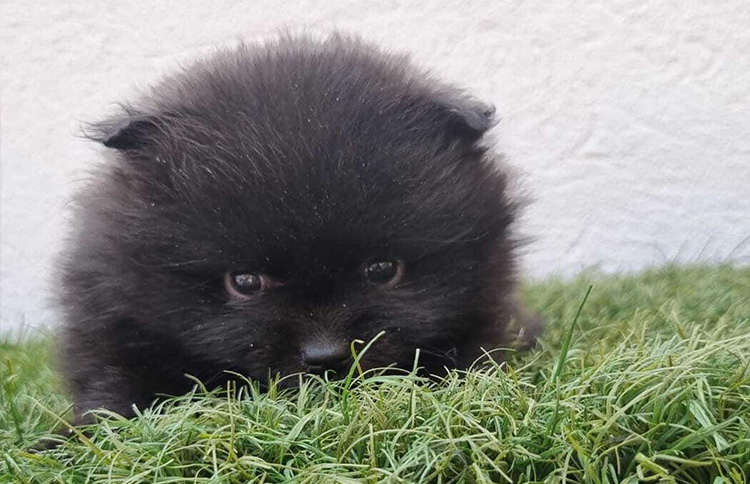 Titan the Black Pomeranian